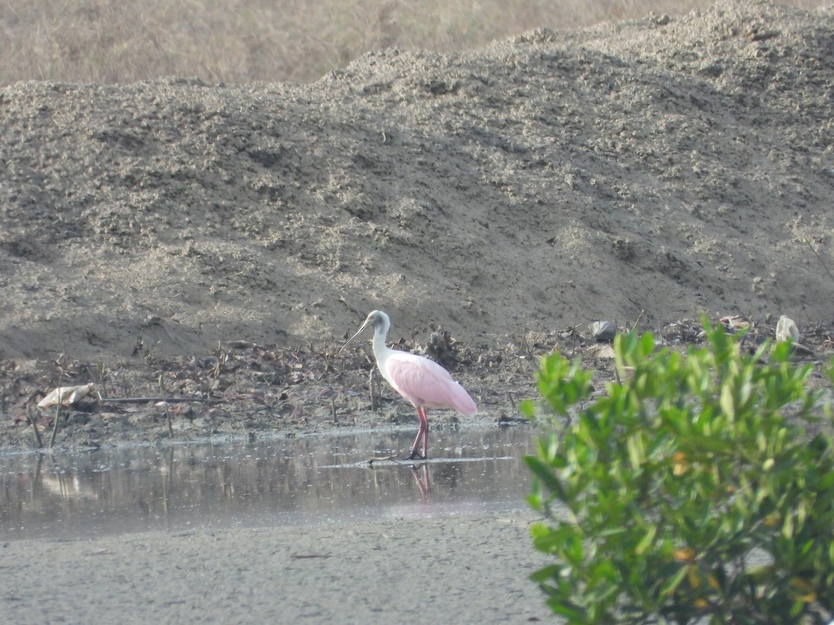 Roseate Spoonbill - ML618055582