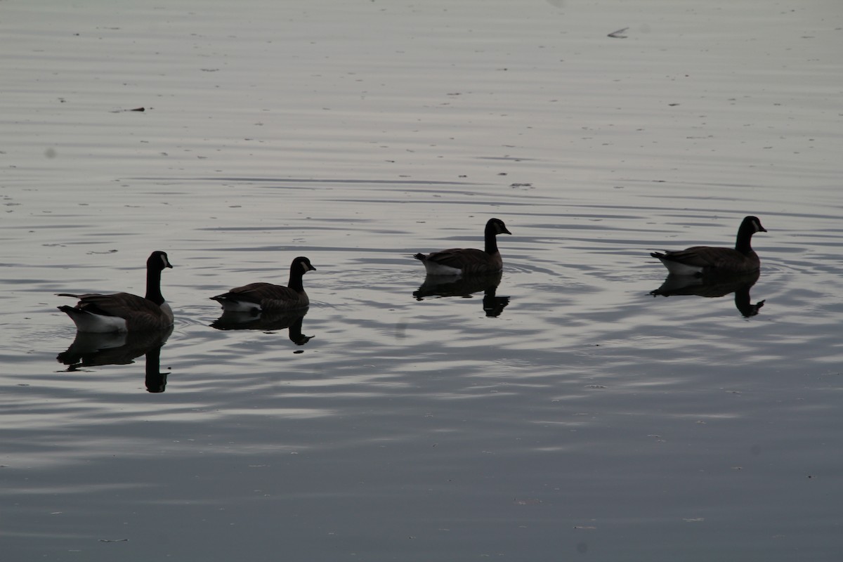 Cackling Goose - Ann Monk