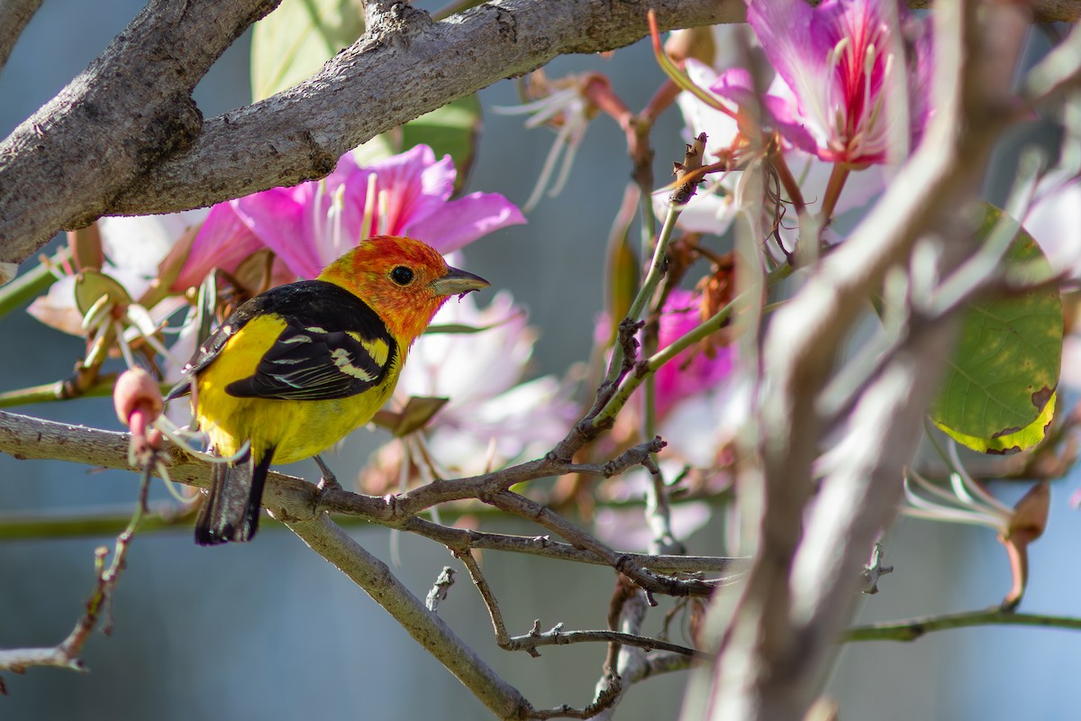 Western Tanager - ML618055635