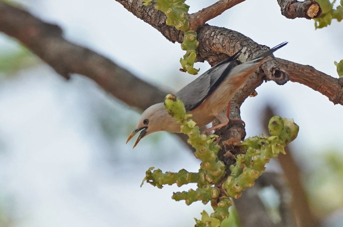 Malabar Starling - ML618055669