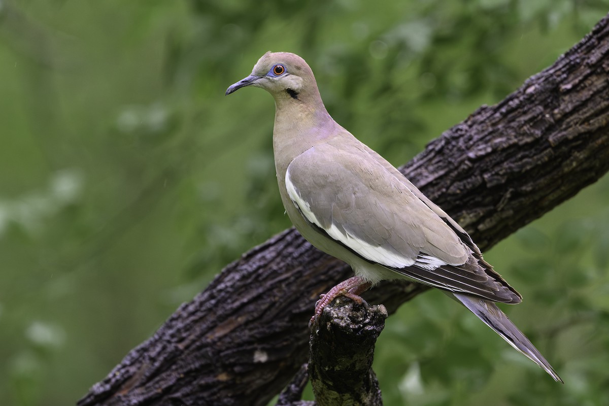 White-winged Dove - ML618055698