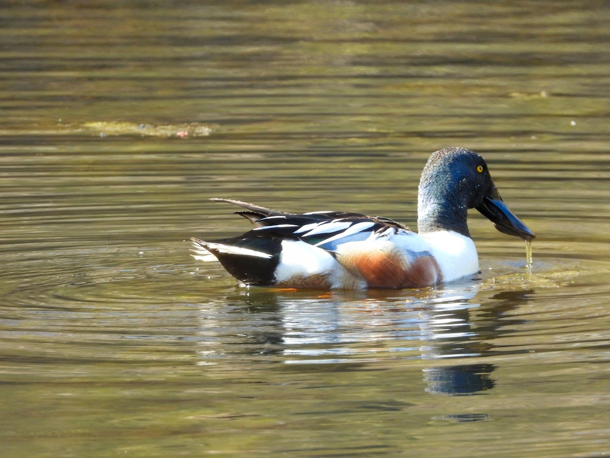 Canard souchet - ML618055723