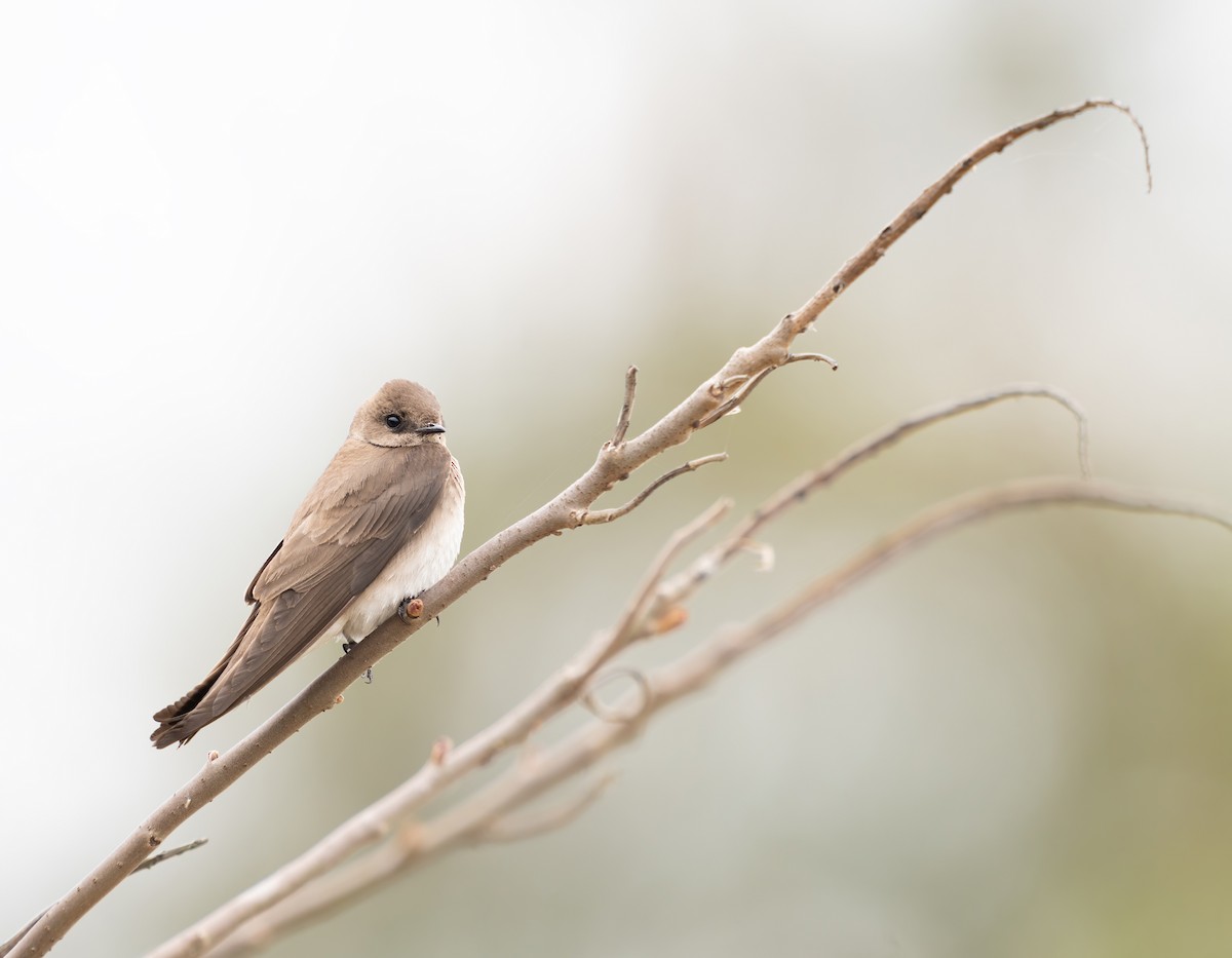 Northern Rough-winged Swallow - ML618055728