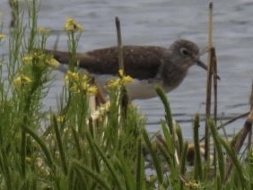 Solitary Sandpiper - Dorothy Thurman