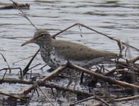 Spotted Sandpiper - Dorothy Thurman