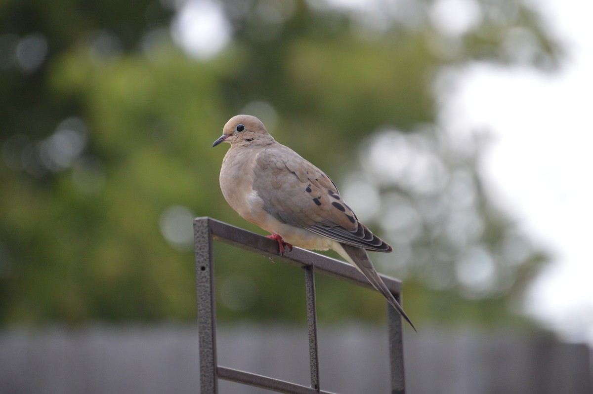 Mourning Dove - ML618055801