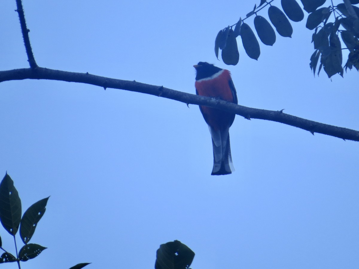 Elegant Trogon - James Leone