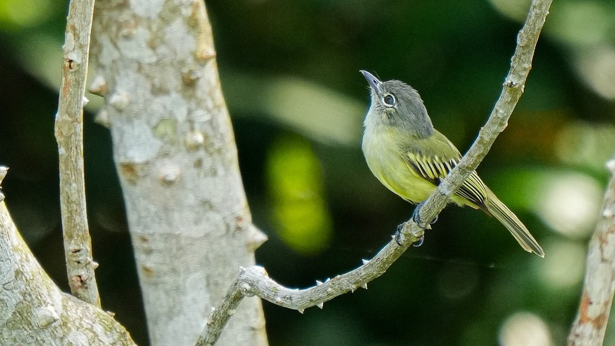 Tyranneau à ailes jaunes - ML618055806