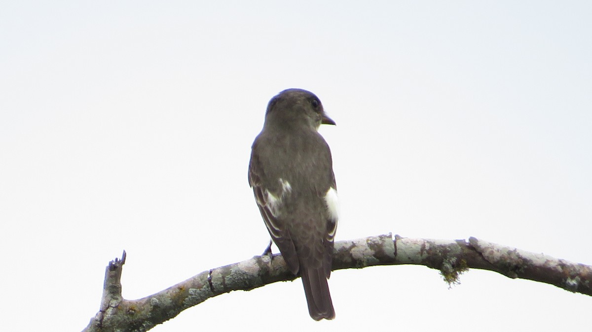 Olive-sided Flycatcher - James P.