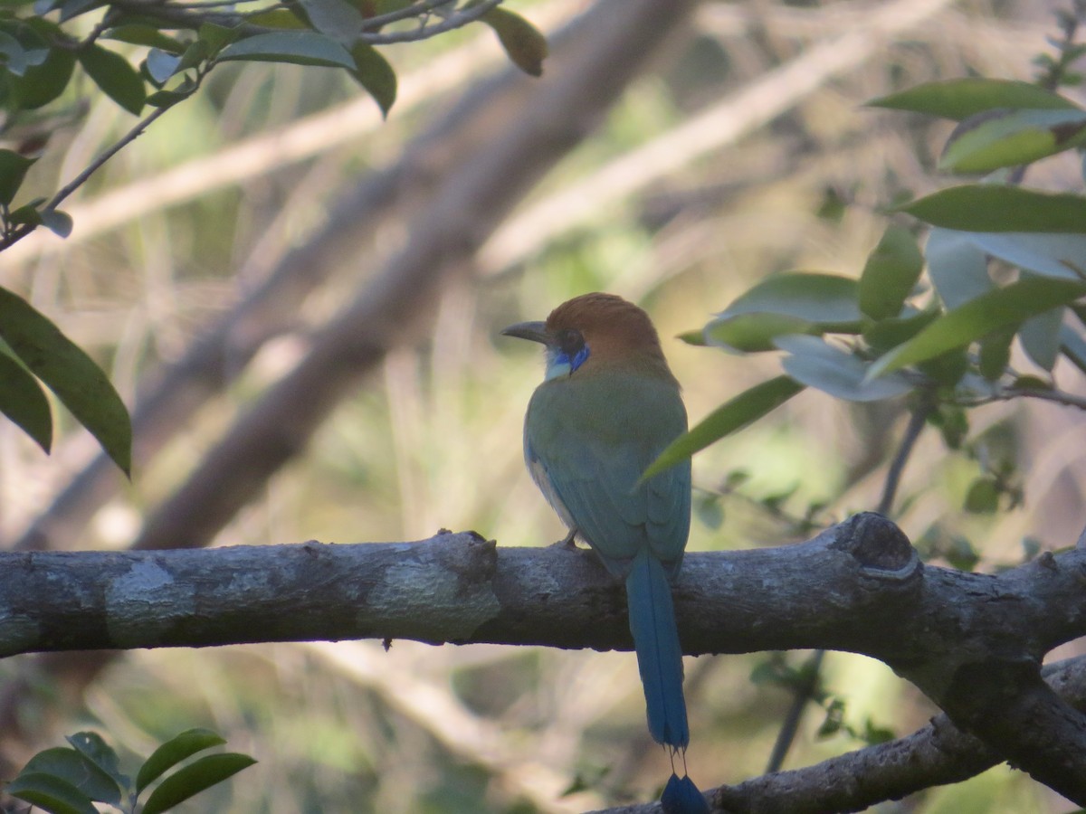 Motmot à tête rousse - ML618055826