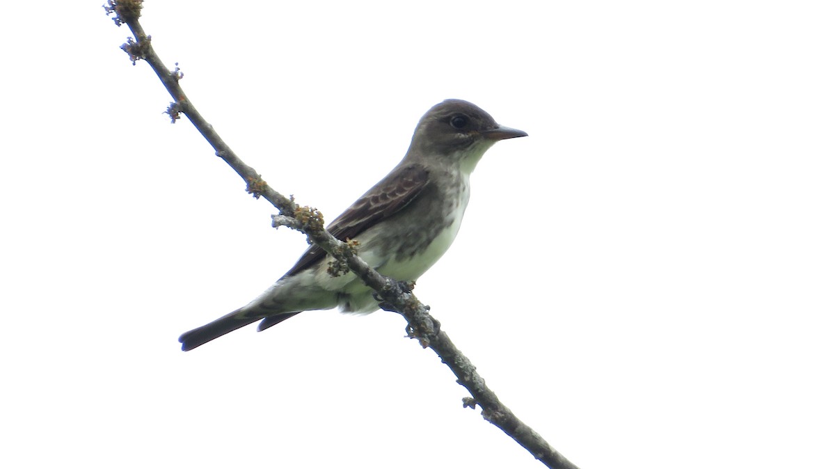 Olive-sided Flycatcher - James P.