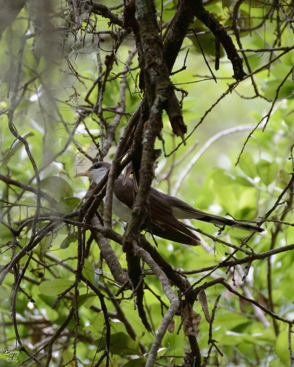 Yellow-billed Cuckoo - ML618055854