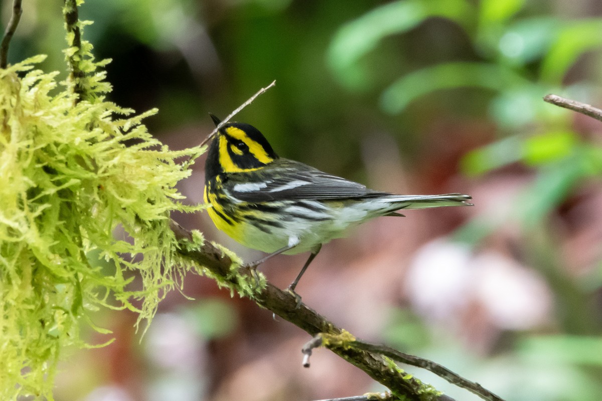 Townsend's Warbler - Brandon Lloyd