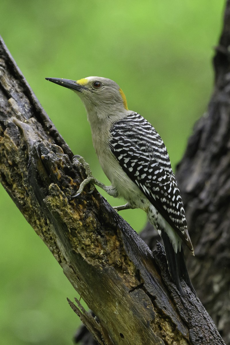 Golden-fronted Woodpecker - ML618055879