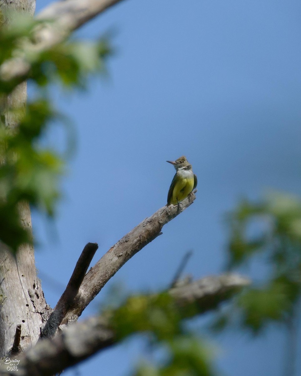 Great Crested Flycatcher - Tyler Sharer