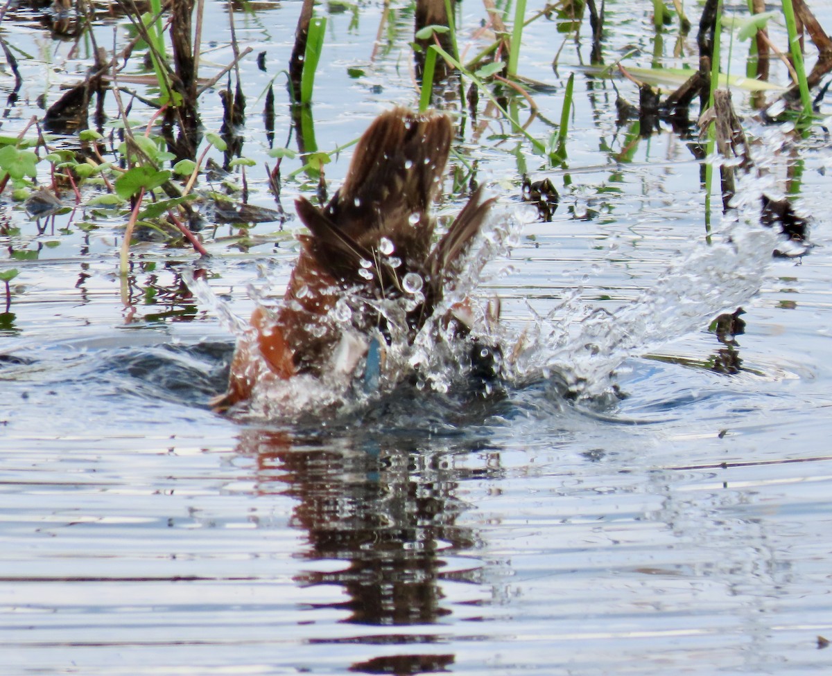 Cinnamon Teal - ML618055884