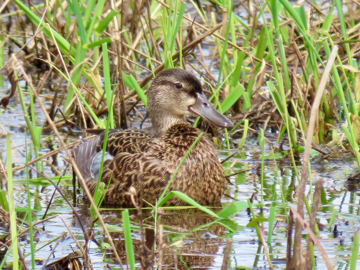 Cinnamon Teal - Leslie Schweitzer