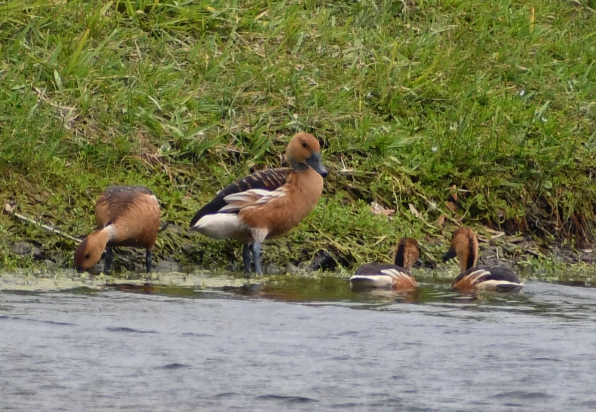 Fulvous Whistling-Duck - Jon McIntyre