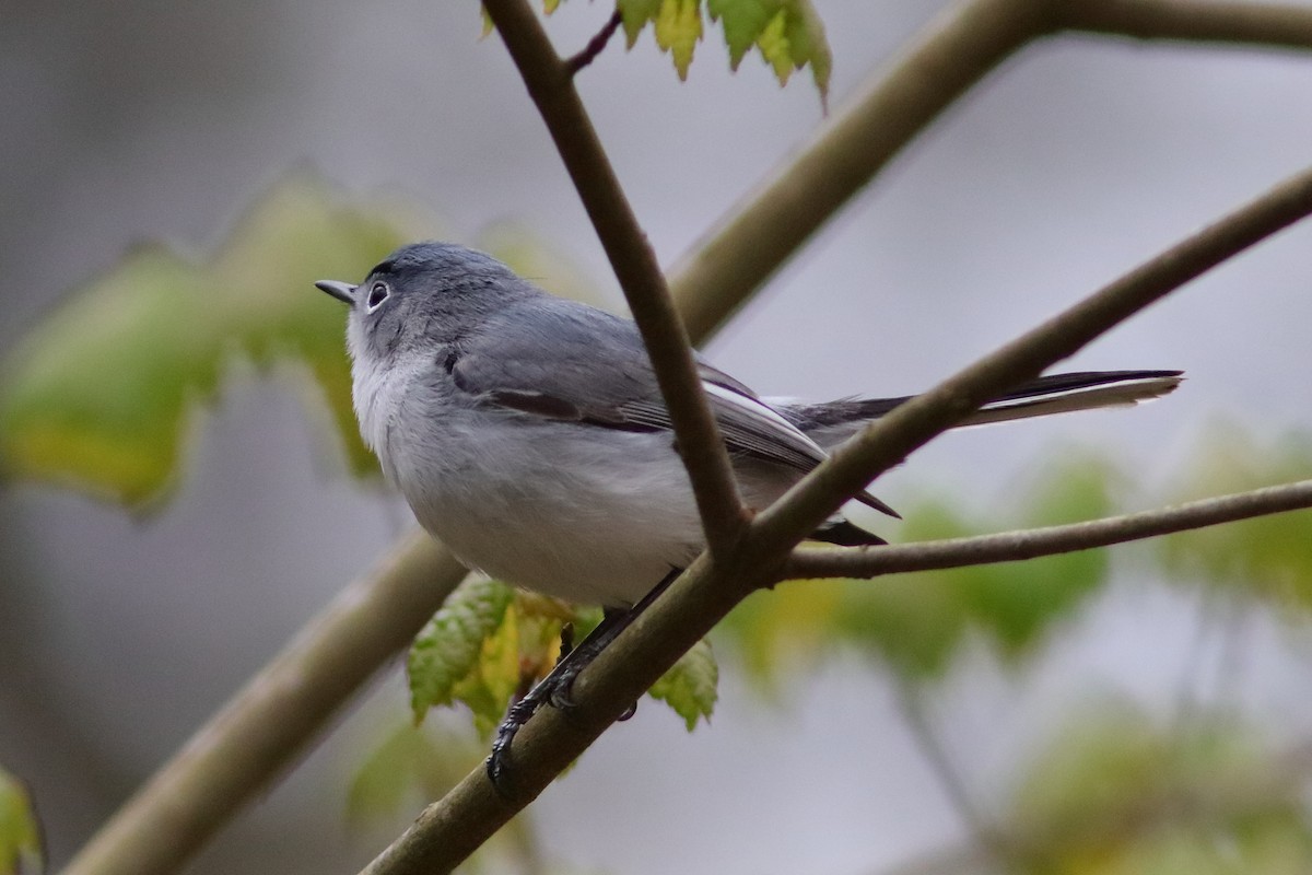 Blue-gray Gnatcatcher - Robert Mercer