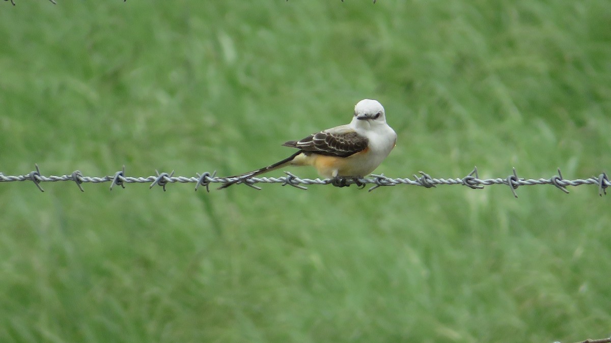 Scissor-tailed Flycatcher - James P.