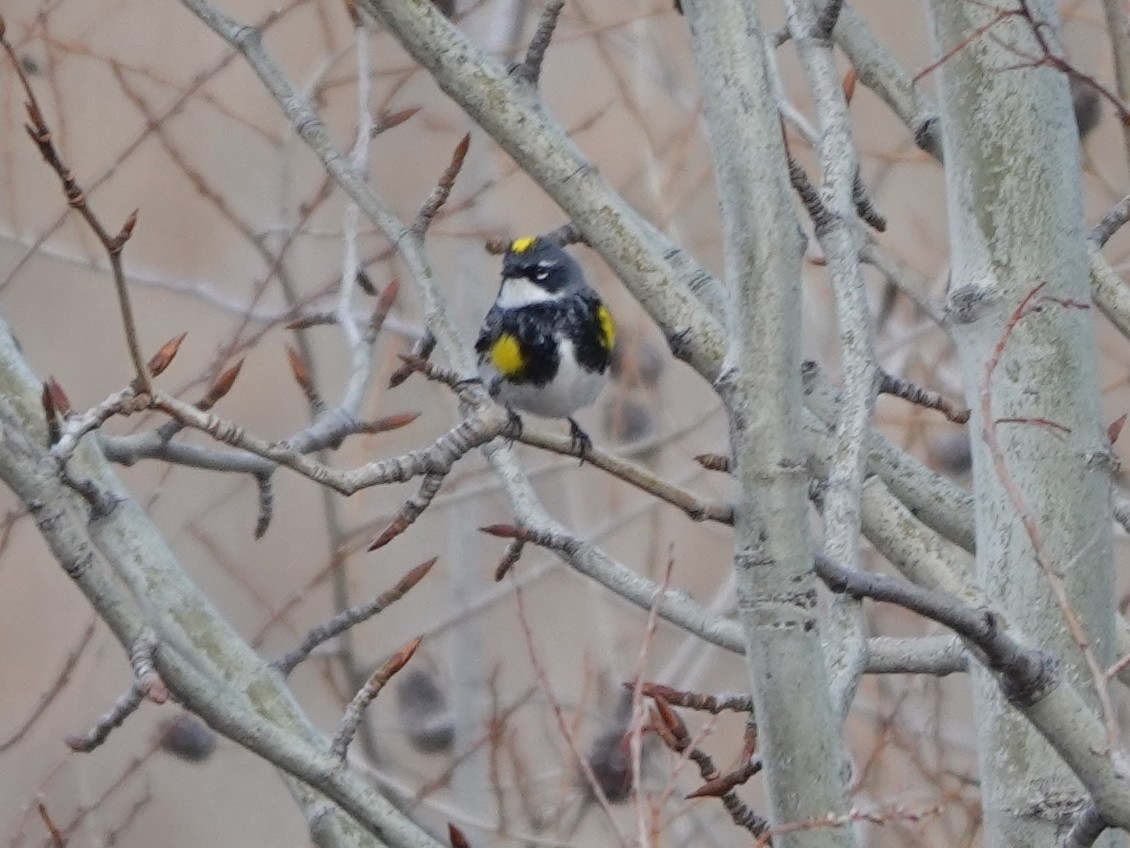 Yellow-rumped Warbler - ML618055919