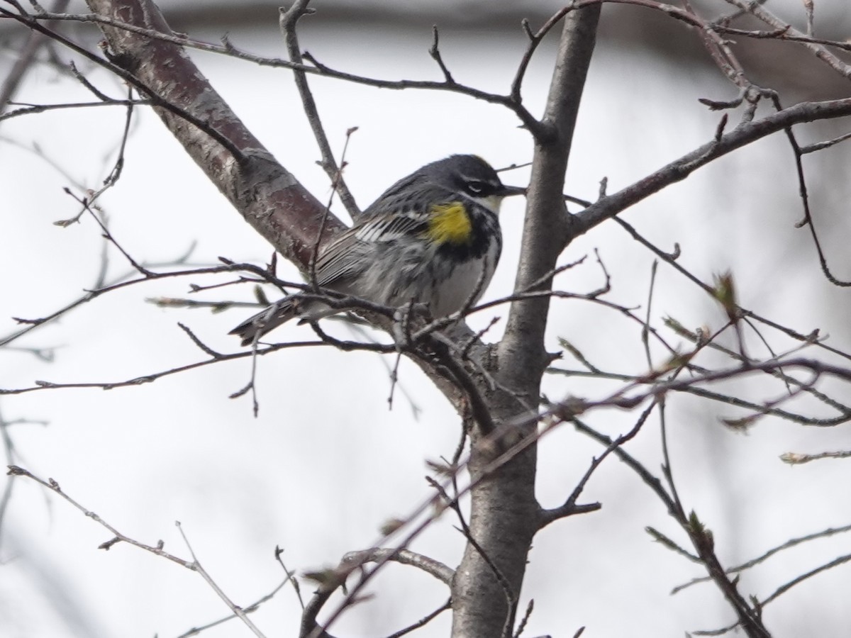 Yellow-rumped Warbler - ML618055926