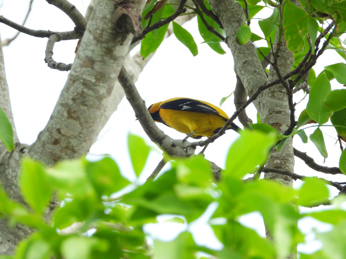 Yellow Oriole - Jose Fernando Sanchez O.