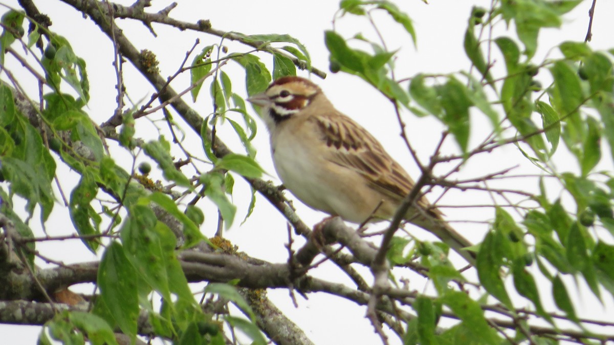 Lark Sparrow - James P.