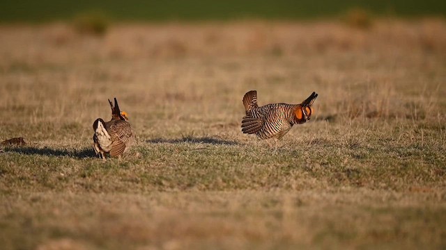 Greater Prairie-Chicken - ML618055962