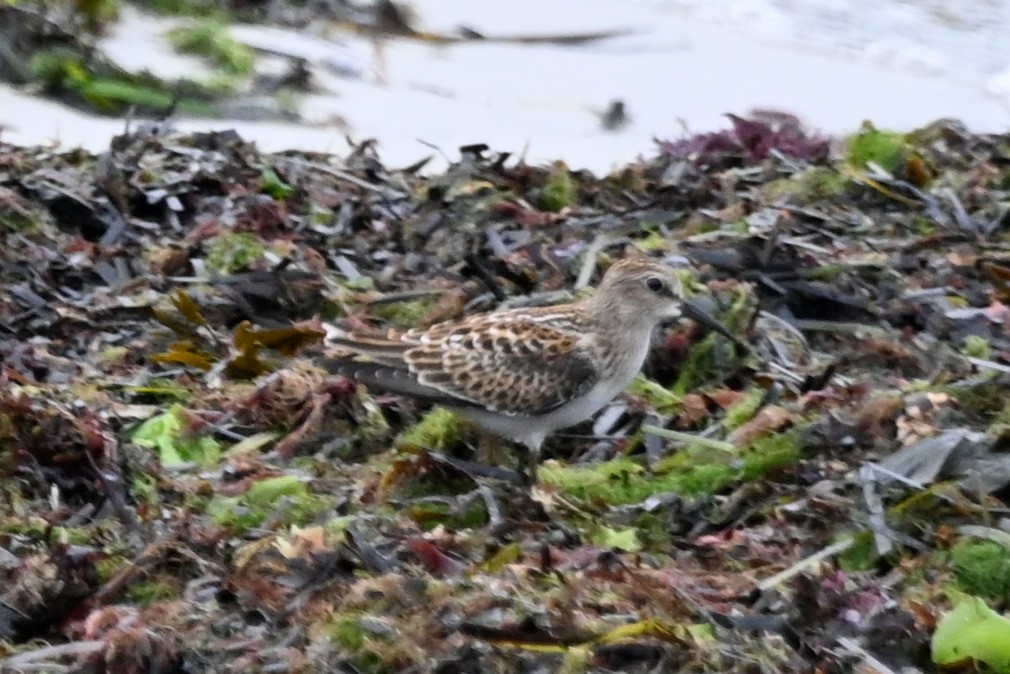 Least Sandpiper - Ann Mackey