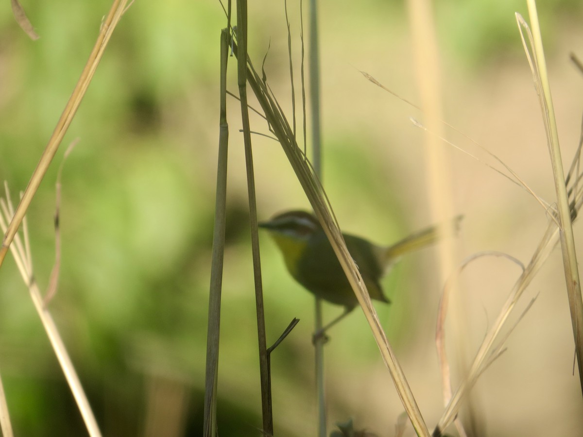 Rufous-capped Warbler - ML618055989