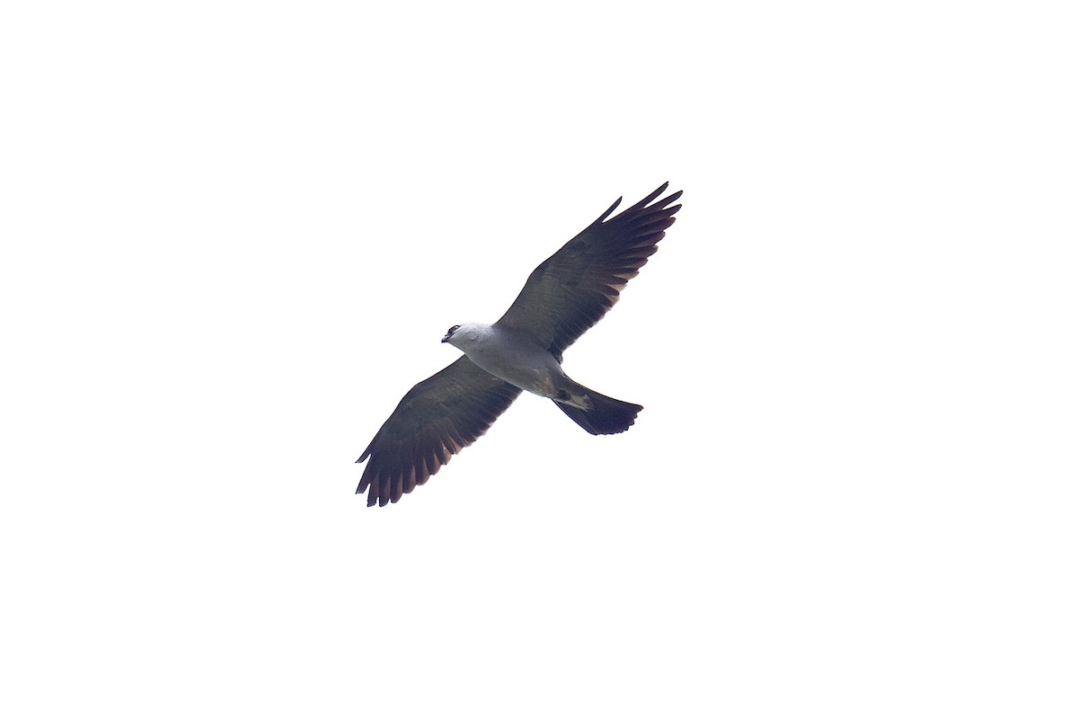 Mississippi Kite - ML618055992