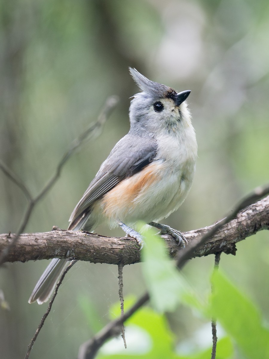 Tufted Titmouse - ML618056016