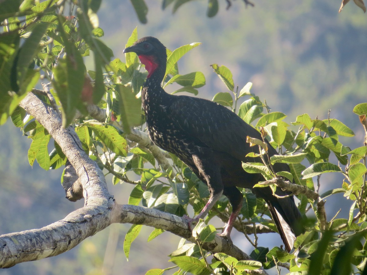 Crested Guan - James Leone