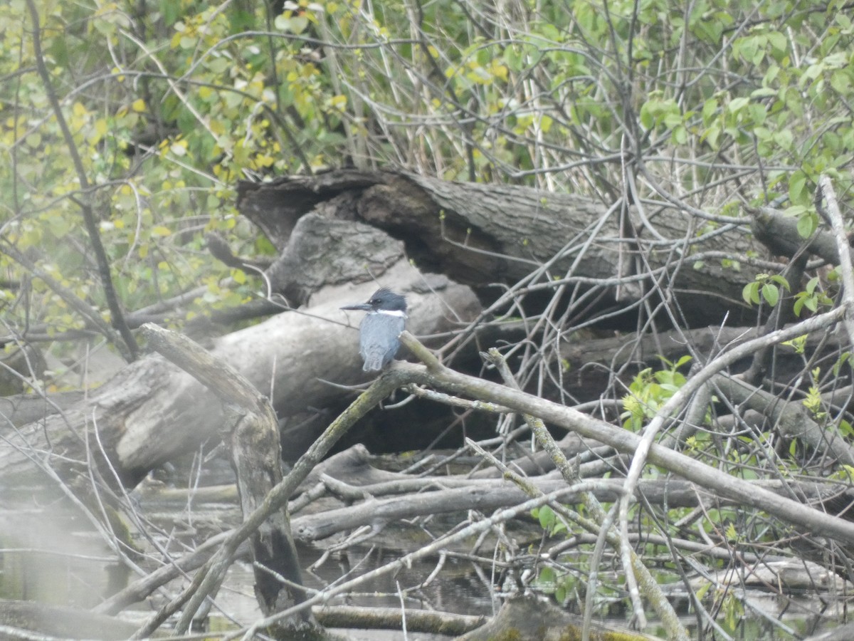 Belted Kingfisher - John Swarens