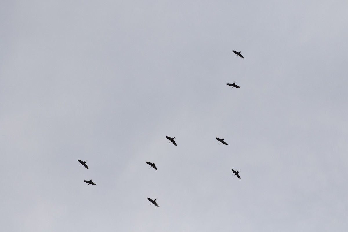 ibis hnědý - ML618056081