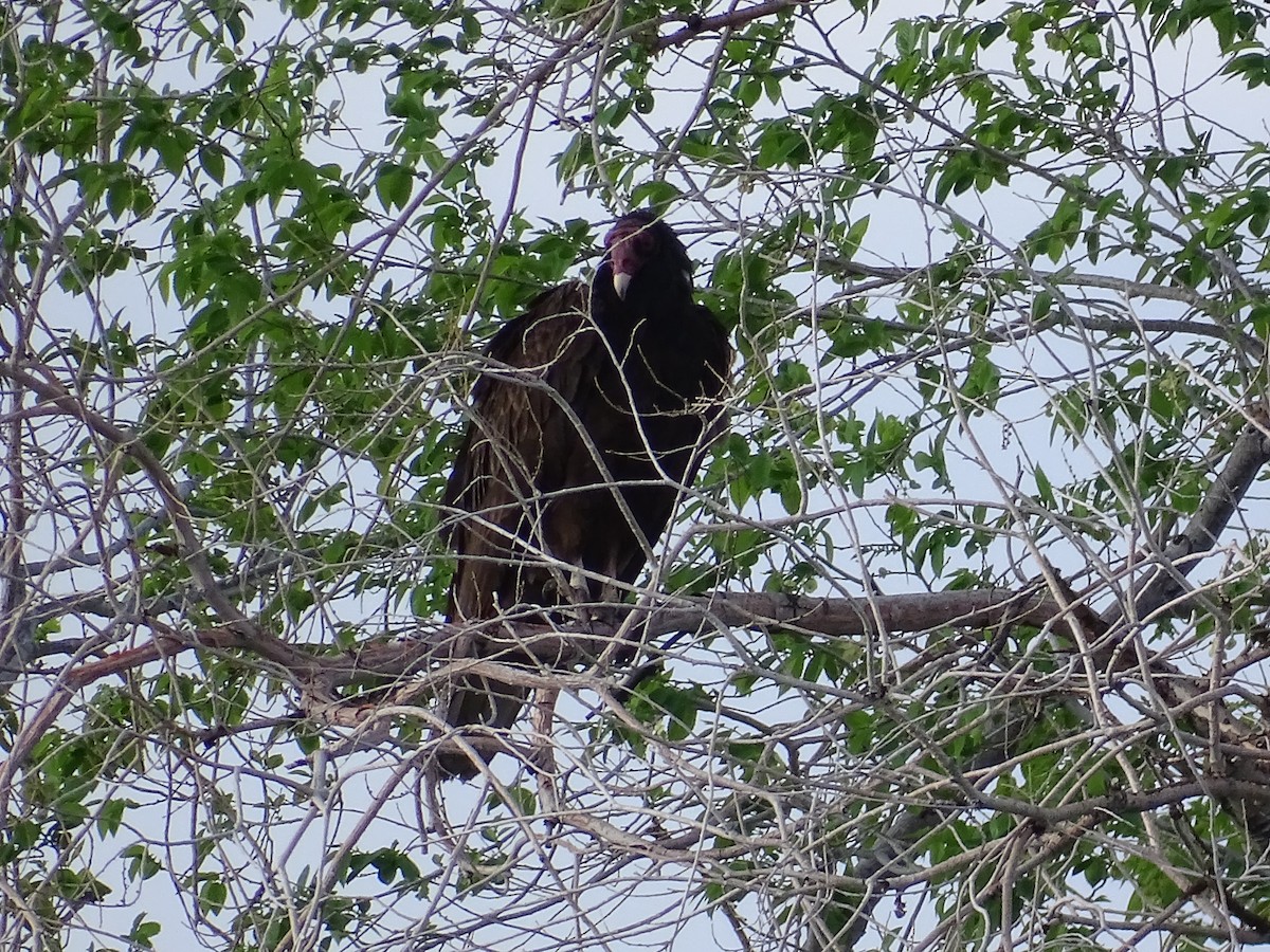 Turkey Vulture - ML618056114