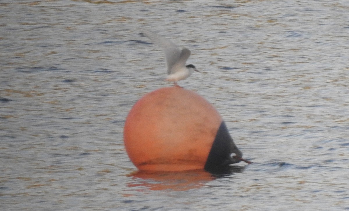 Forster's Tern - ML618056134