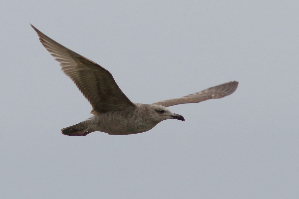 Herring Gull - Robert Mercer