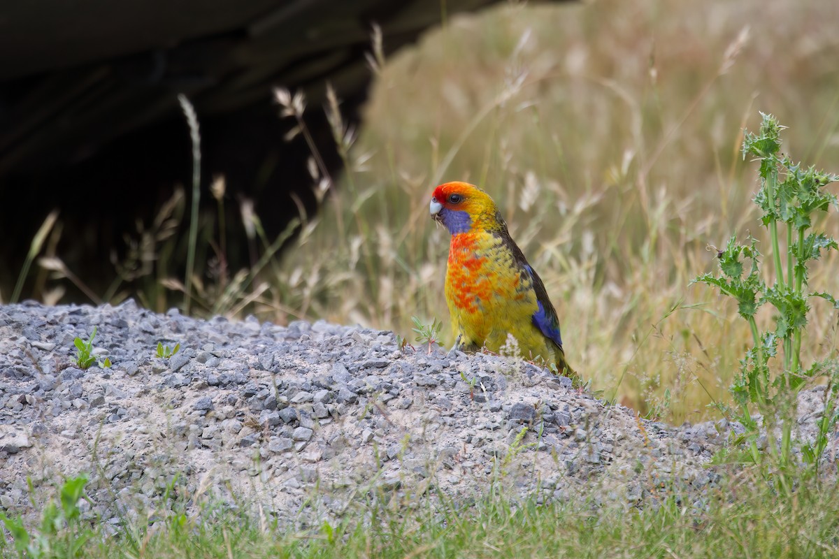 Green x Eastern Rosella (hybrid) - ML618056148