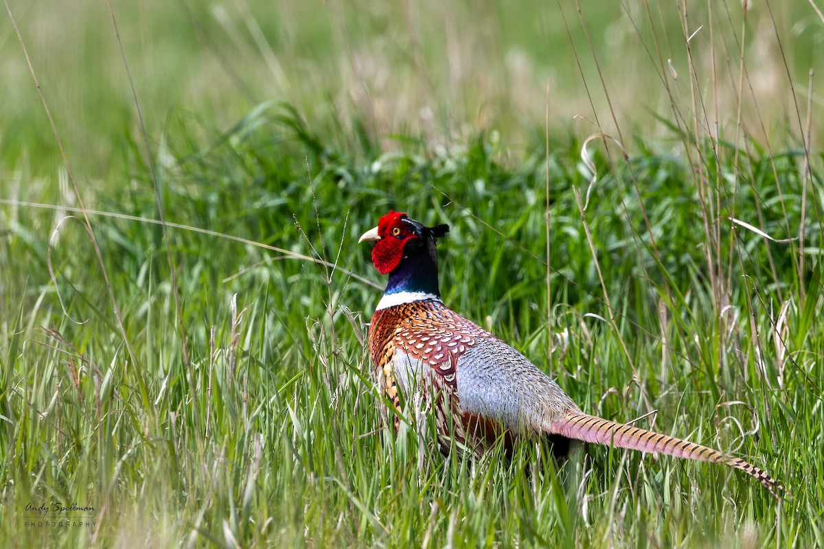 Ring-necked Pheasant - ML618056164