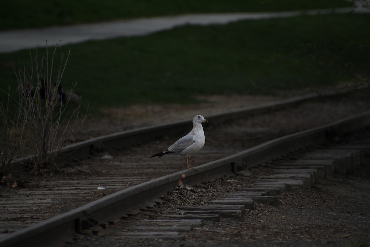 Ring-billed Gull - ML618056171