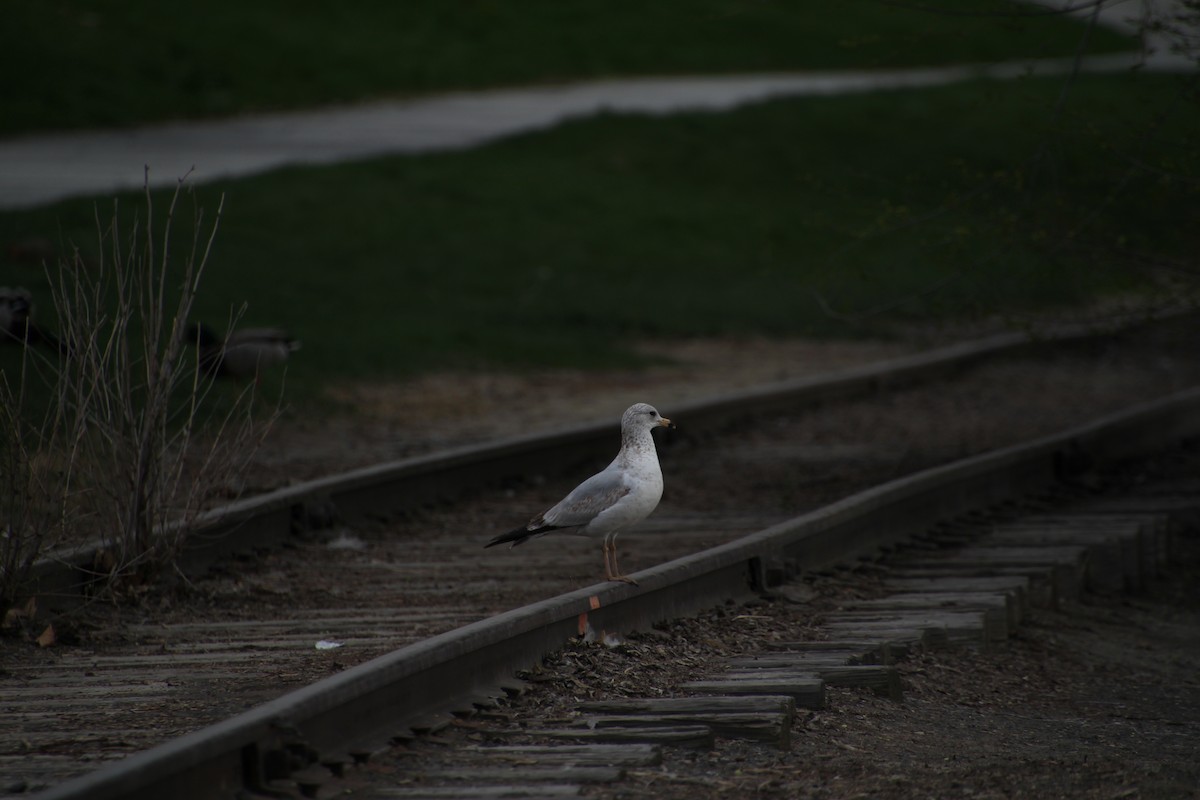 Ring-billed Gull - ML618056175