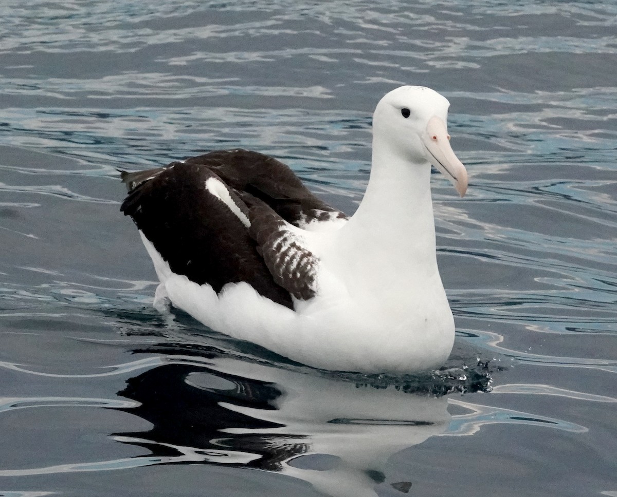 Northern Royal Albatross - Peter Woodall