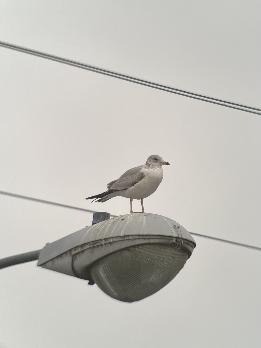 Ring-billed Gull - ML618056186