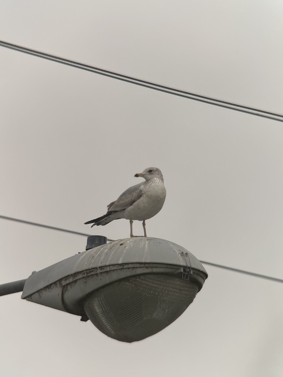 Ring-billed Gull - ML618056187