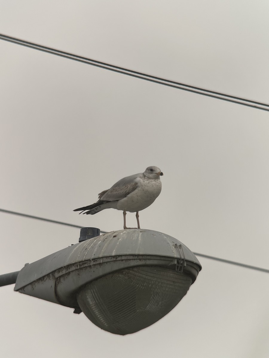 Ring-billed Gull - ML618056188