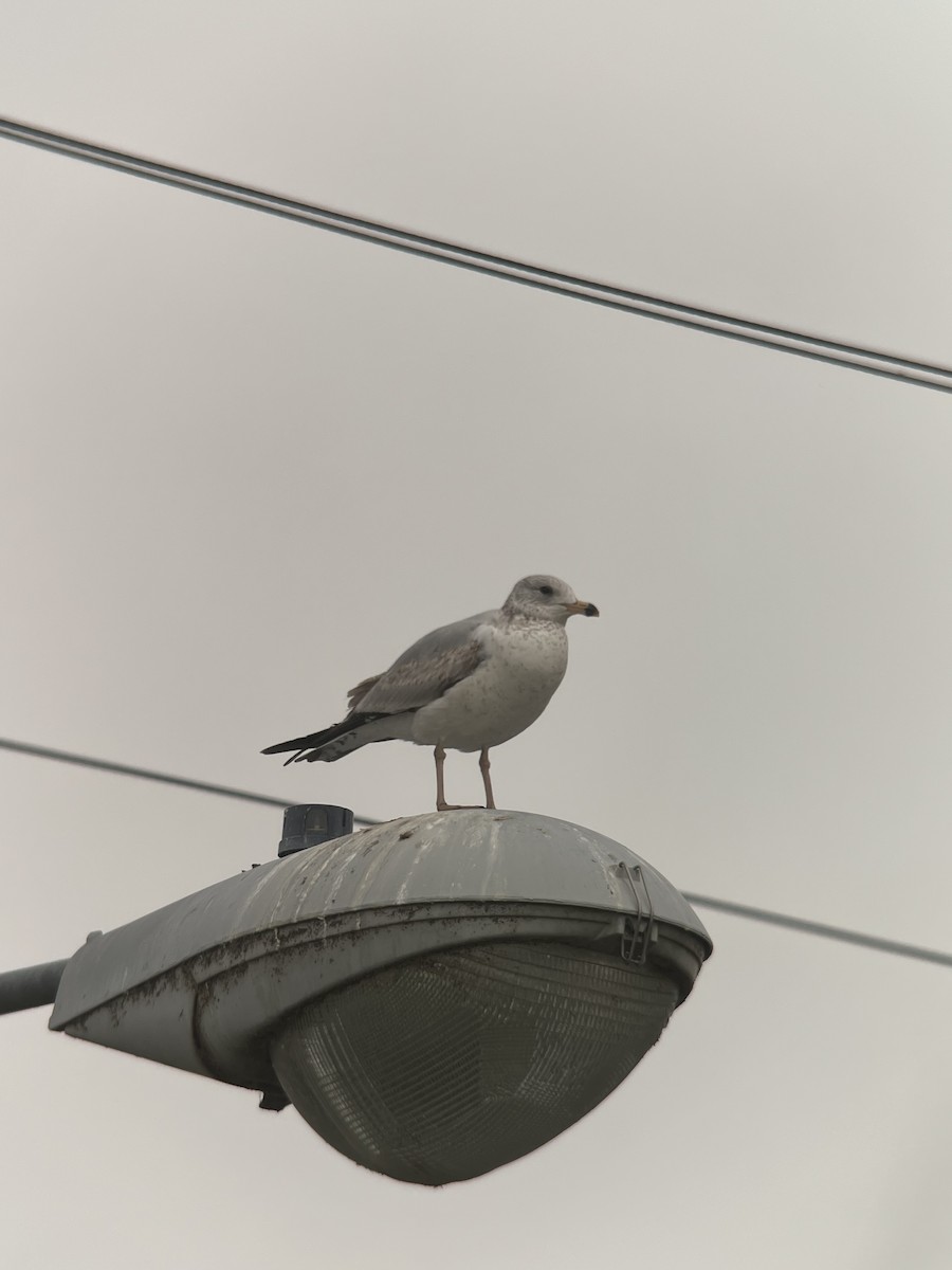 Ring-billed Gull - Ann Monk