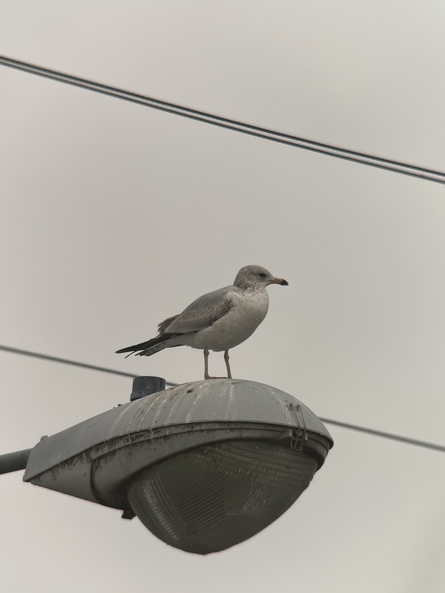 Ring-billed Gull - ML618056192