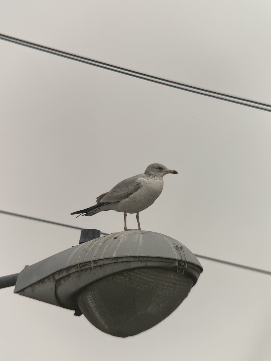 Ring-billed Gull - ML618056193